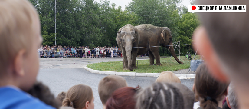 Вчера у самарцев появилась уникальная возможность увидеть настоящих слонов в центре города